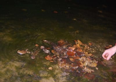 Padden losgelaten in de poel