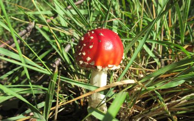 Herfst in het bos