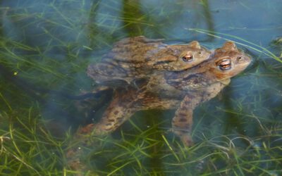 Paddenpoelen: een natuurgebiedje Op ENKA
