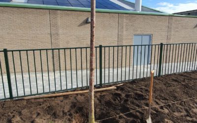 Kersenbomen plaatsen op 20 maart