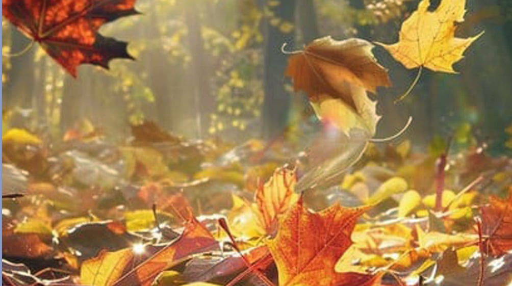 Thomasviering over ‘Loslaten en leven’